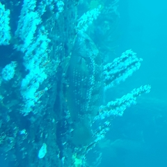 Notolabrus parilus