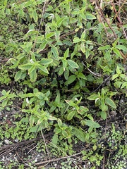 Heliotropium angiospermum