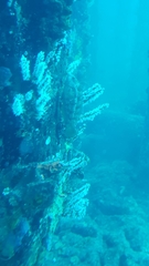 Notolabrus parilus