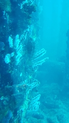 Notolabrus parilus