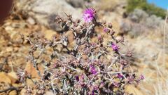 Ruschieae
