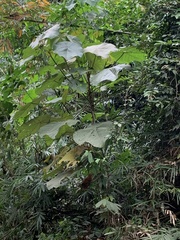 Macaranga gigantea