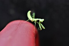 Pseudomantis albofimbriata