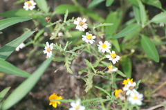 Melampodium cinereum