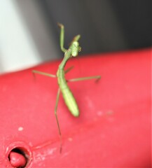 Pseudomantis albofimbriata