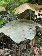 Macaranga gigantea