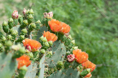 Opuntia lindheimeri