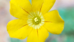 Biophytum sensitivum