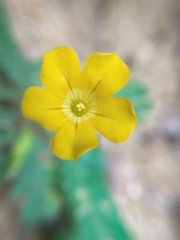 Biophytum sensitivum