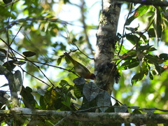 Hemithraupis ruficapilla