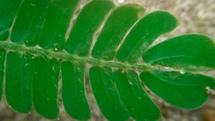 Biophytum sensitivum