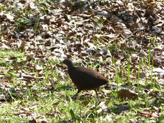 Crypturellus obsoletus