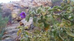 Solanum tomentosum