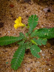 Biophytum sensitivum