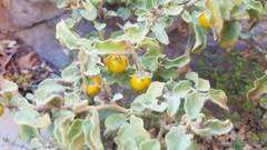 Solanum tomentosum