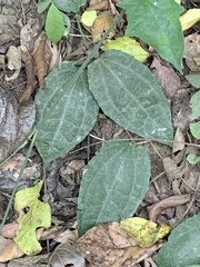 Thunbergia laurifolia