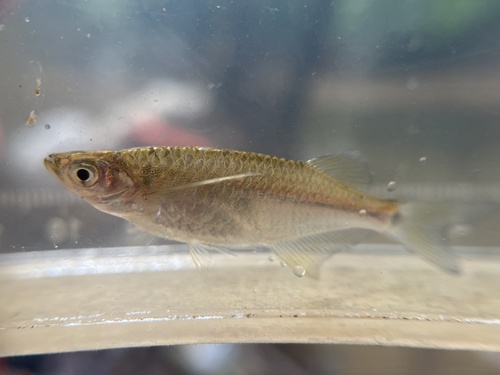 Laubuka siamensis