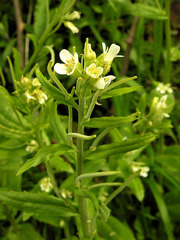 Pseudoturritis turrita