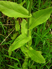 Pseudoturritis turrita