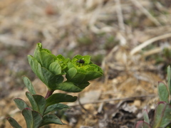Euphorbia helioscopia
