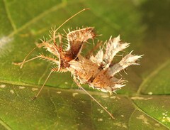 Pephricus