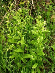 Pseudoturritis turrita