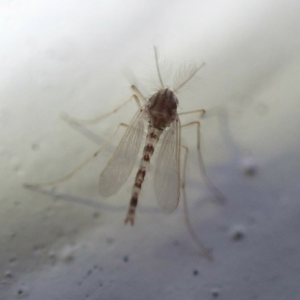 Labrundinia longipalpis