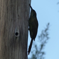 Dendrocolaptes platyrostris