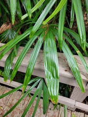 Rhapis excelsa