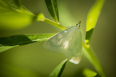 Protodeltote albidula