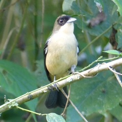 Trichothraupis melanops