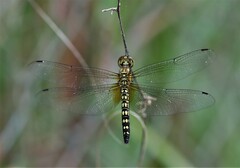Hydrobasileus brevistylus
