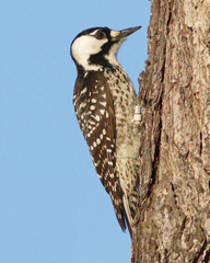 Dryobates borealis