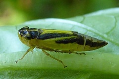 Evacanthus interruptus