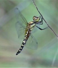 Hydrobasileus brevistylus