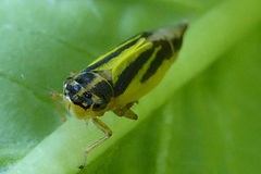 Evacanthus interruptus