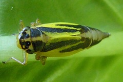 Evacanthus interruptus