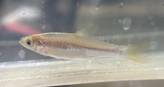 Rasbora paucisqualis