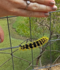 Leucanella viridescens