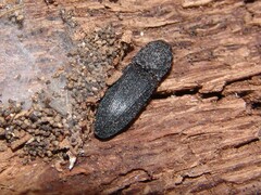 Lacon punctatus