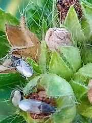 Oxycarenus