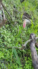Veltheimia