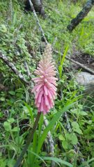 Veltheimia