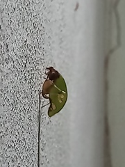 Pycnopalpa bicordata