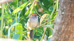 Sinosuthora alphonsiana