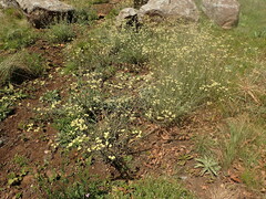 Helichrysum odoratissimum