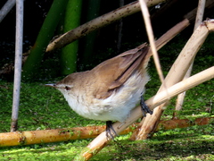 Acrocephalus gracilirostris