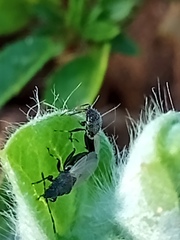 Oxycarenus