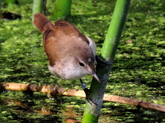 Acrocephalus gracilirostris