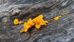 Dacrymyces